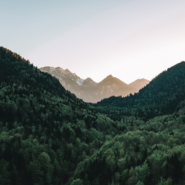 Ausblick auf den Wald und den Alpsee im Allgäu