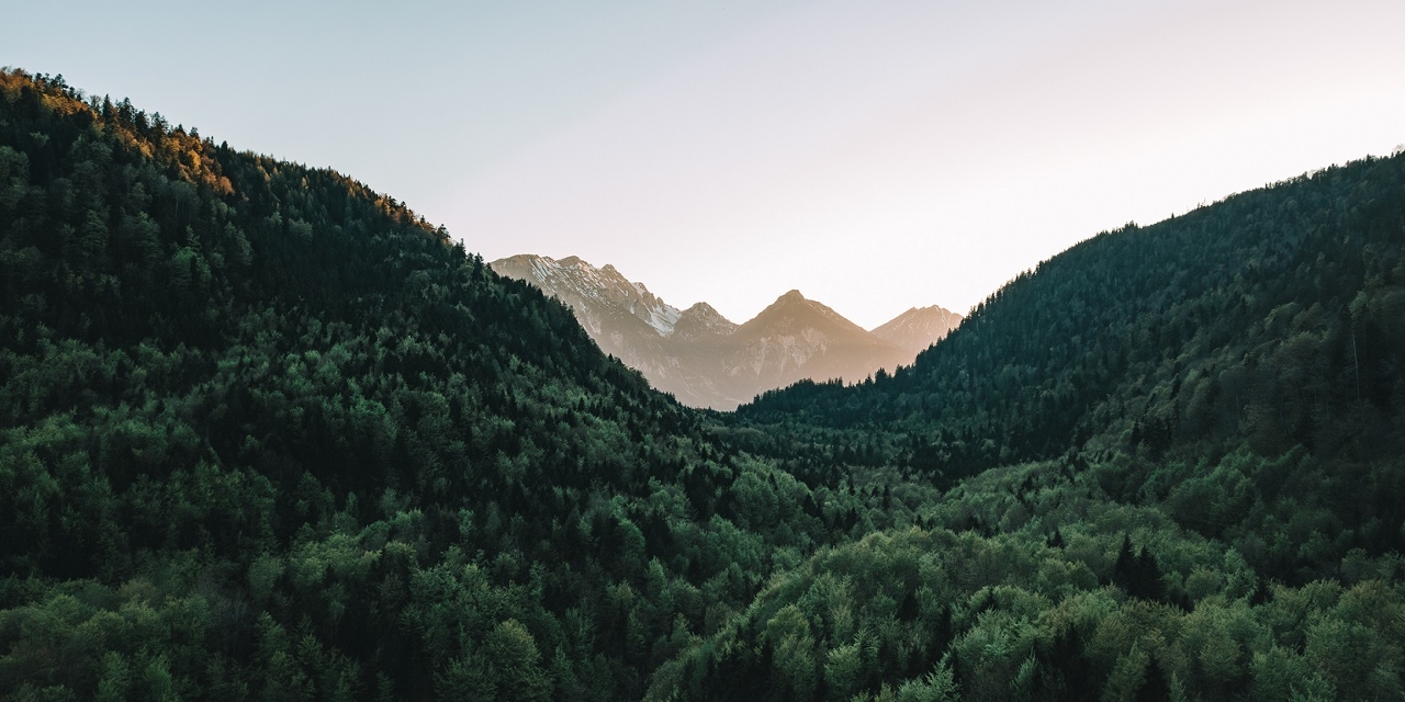 Ausblick auf den Wald und den Alpsee im Allgäu