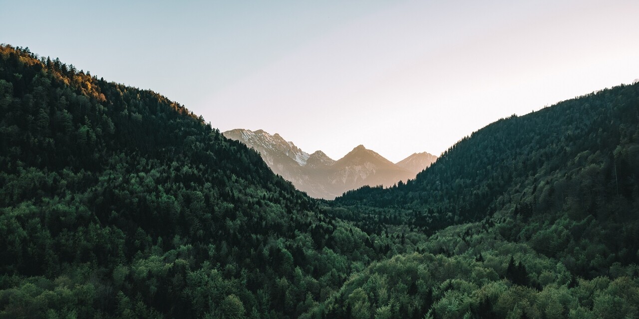 Ausblick auf den Wald und den Alpsee im Allgäu